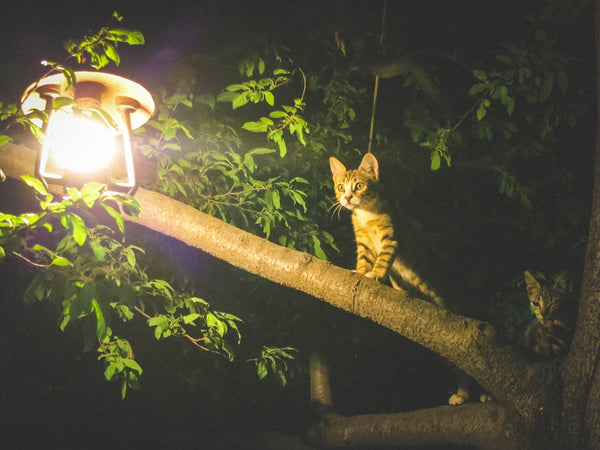 Cat - Hunting, Nocturnal, Feline