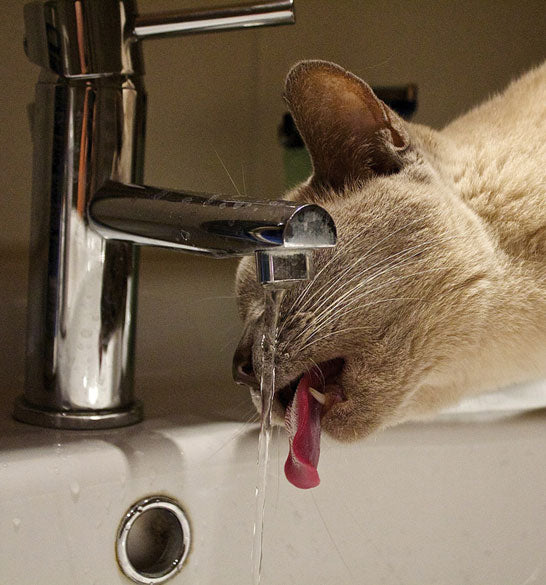 drink from a faucet