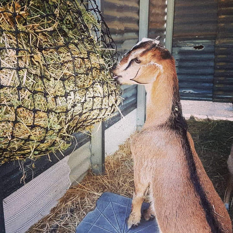 Goat eating from a 4cm Medium GutzBusta Hay Net