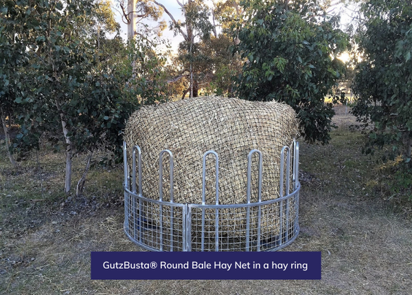 GutzBusta® Round Bale Hay Net in a hay ring