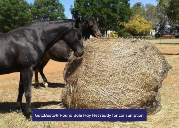 GutzBusta® Round Bale Hay Net ready for consumption