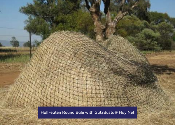 Half-eaten Round Bale with GutzBusta® Hay Net