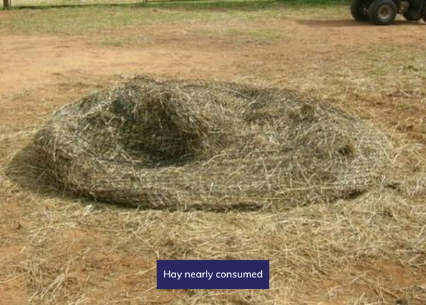 Hay nearly consumed