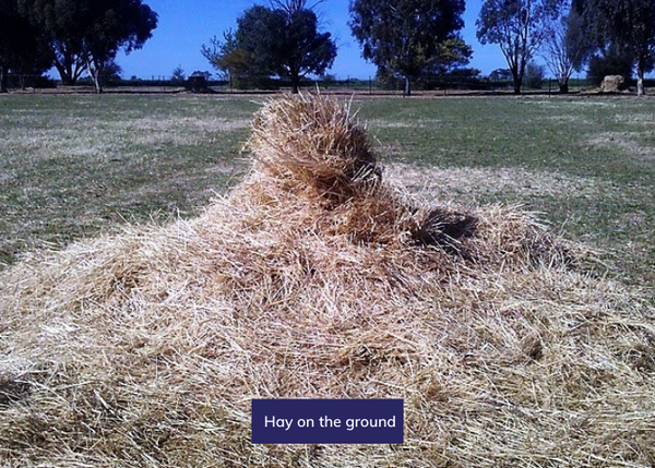 Hay on the ground