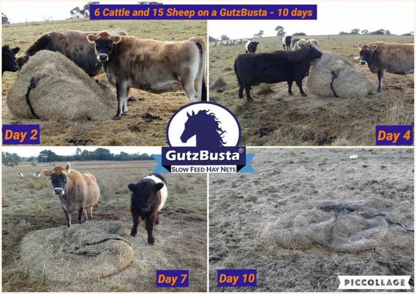 GutzBusta® for livestock and horses