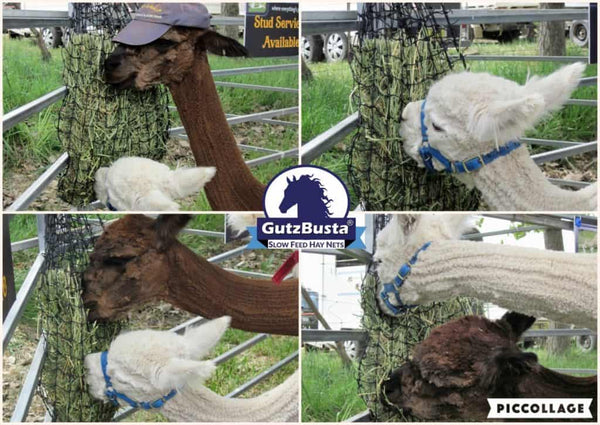 Alpaca’s at the Murrumbateman Field Days a few years ago eating from a Small GutzBusta Hay Net.