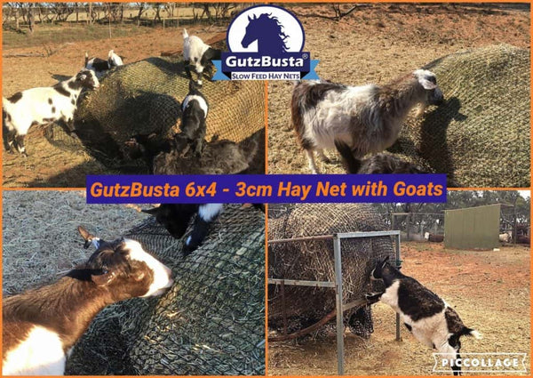 Gutzbusta 6x4 - 3cm Hay Net with Goats