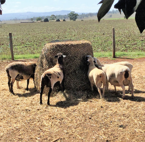 Sheep eating from a 4cm 4x4 60ply GutzBusta Round Bale hay net