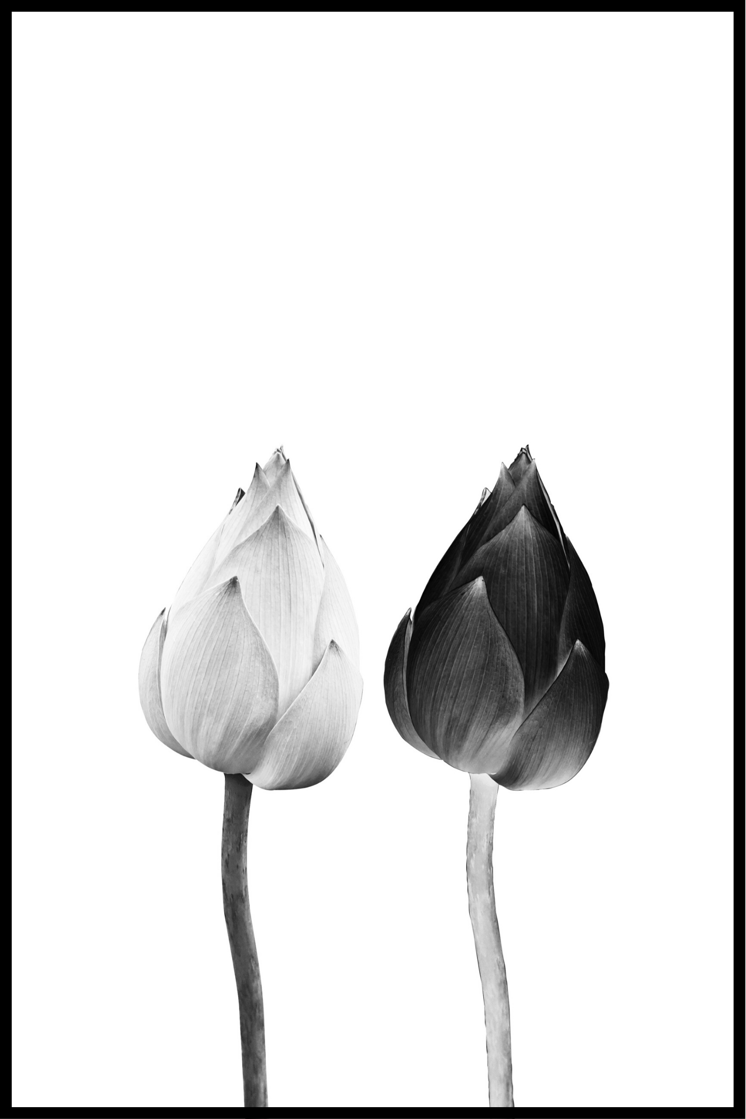 Billede af Tulipan plakat - 21x30 cm