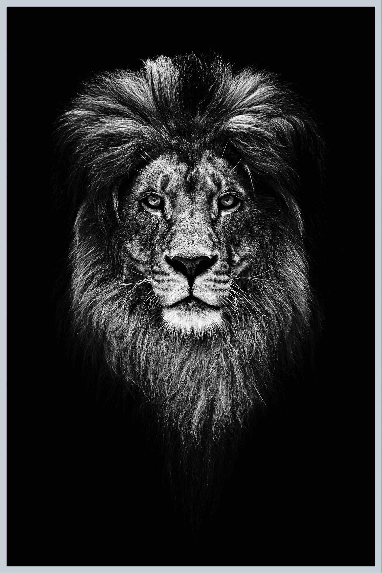Billede af Løvehoved plakat - 21x30 cm