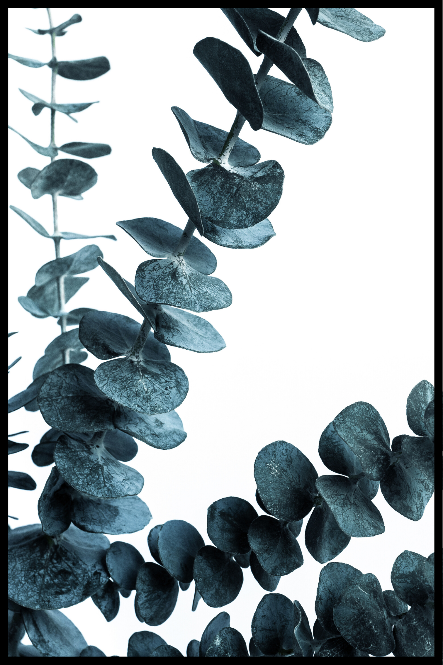 Se Grøn eucalyptus plakat 2 - 50x70 cm hos SimplyPoster.dk