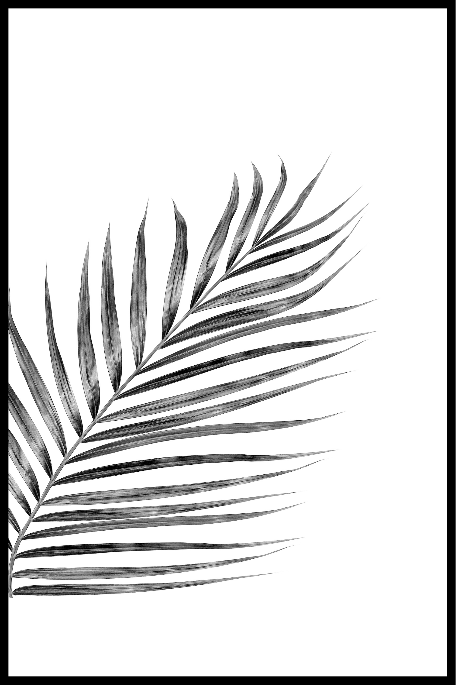 Billede af Sort hvid plante plakat - 21x30 cm