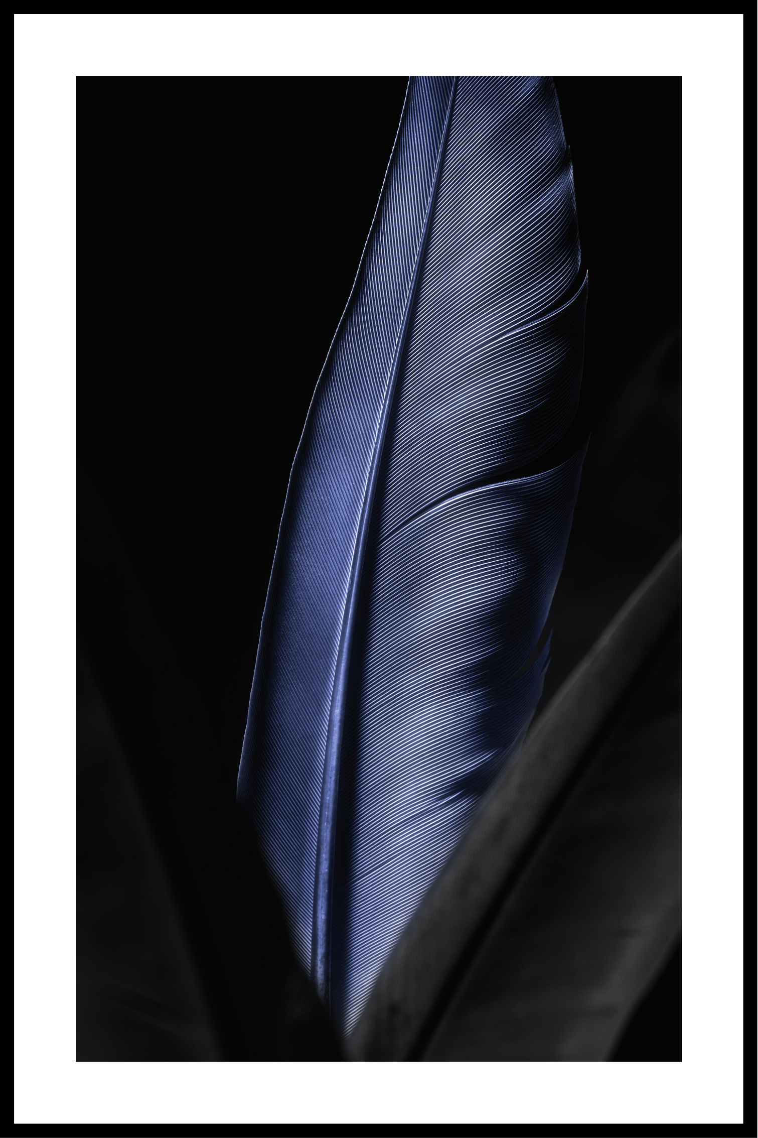 Billede af Blå fjer plakat - 21x30 cm