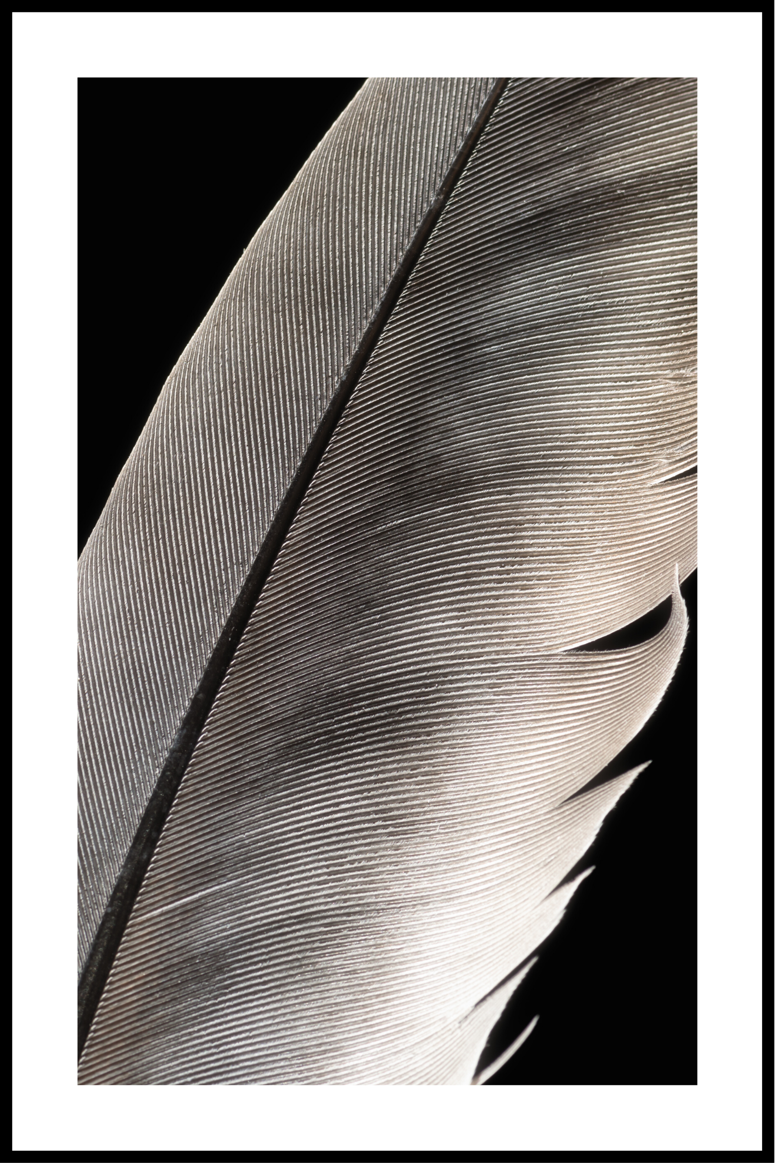 Billede af Hvid fjer plakat - 40x50 cm