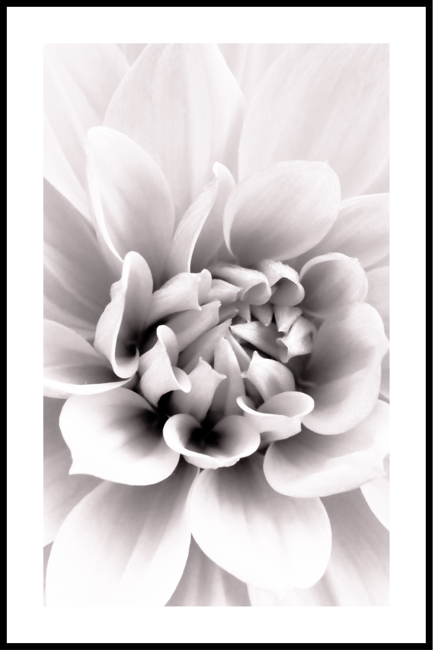 Billede af Blomst hvid kant plakat - 21x30 cm