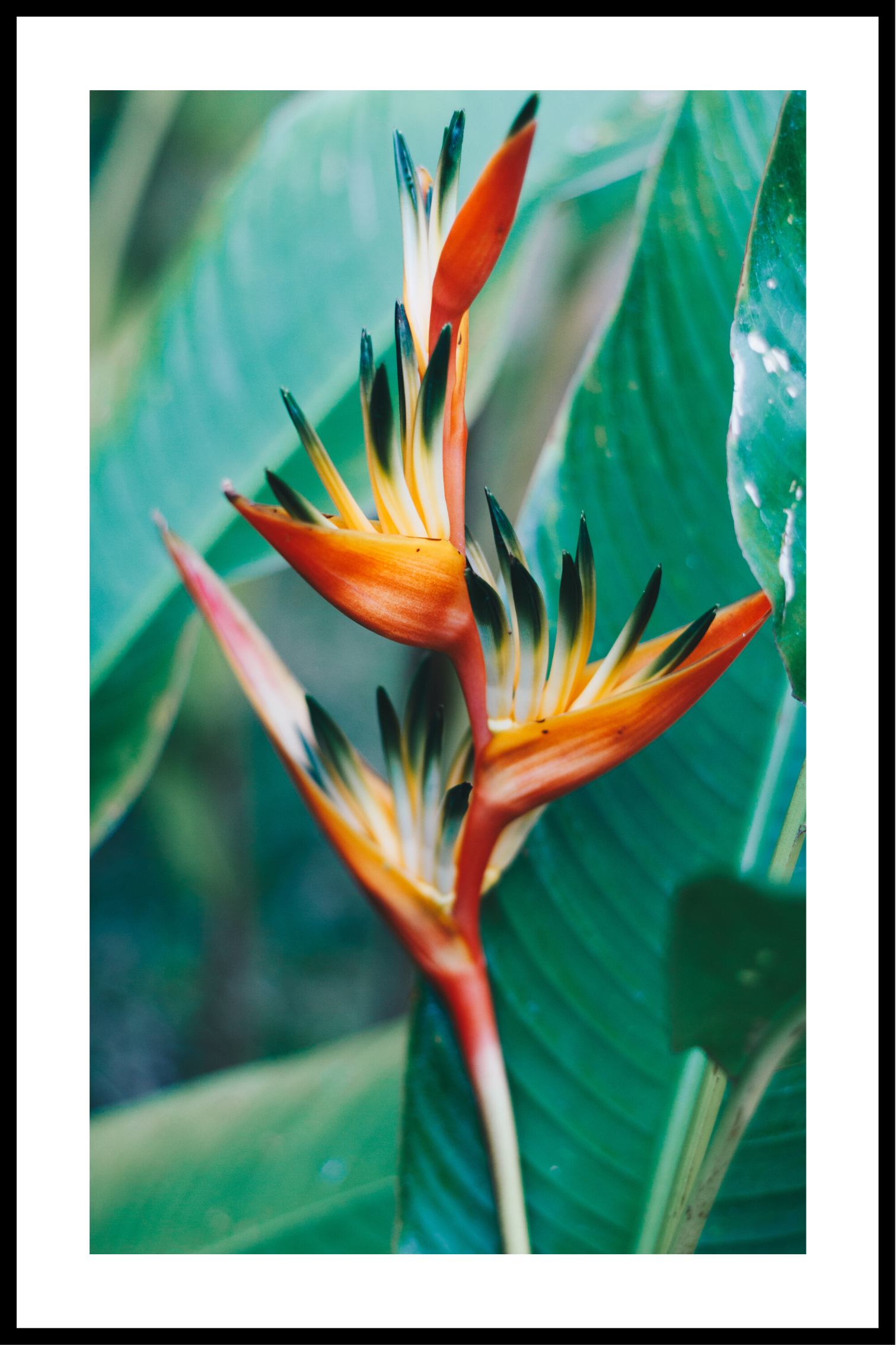 Billede af eksotisk blomst plakat - 21x30 cm