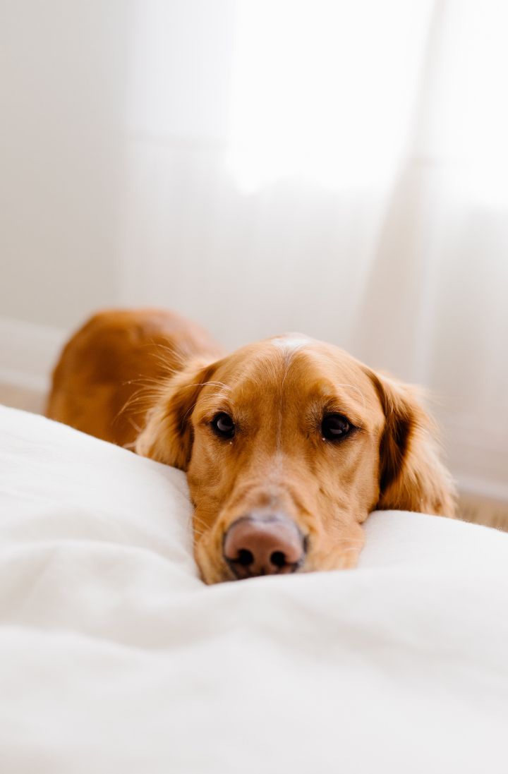 dog with head on bed TKL