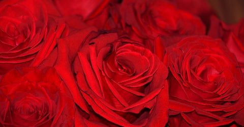 The red rose, the symbol of Valentine's Day