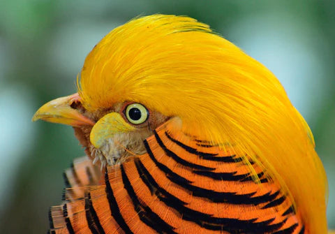 Head of a golden pheasant