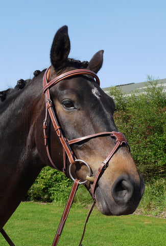 Silver Crown grackle bridle