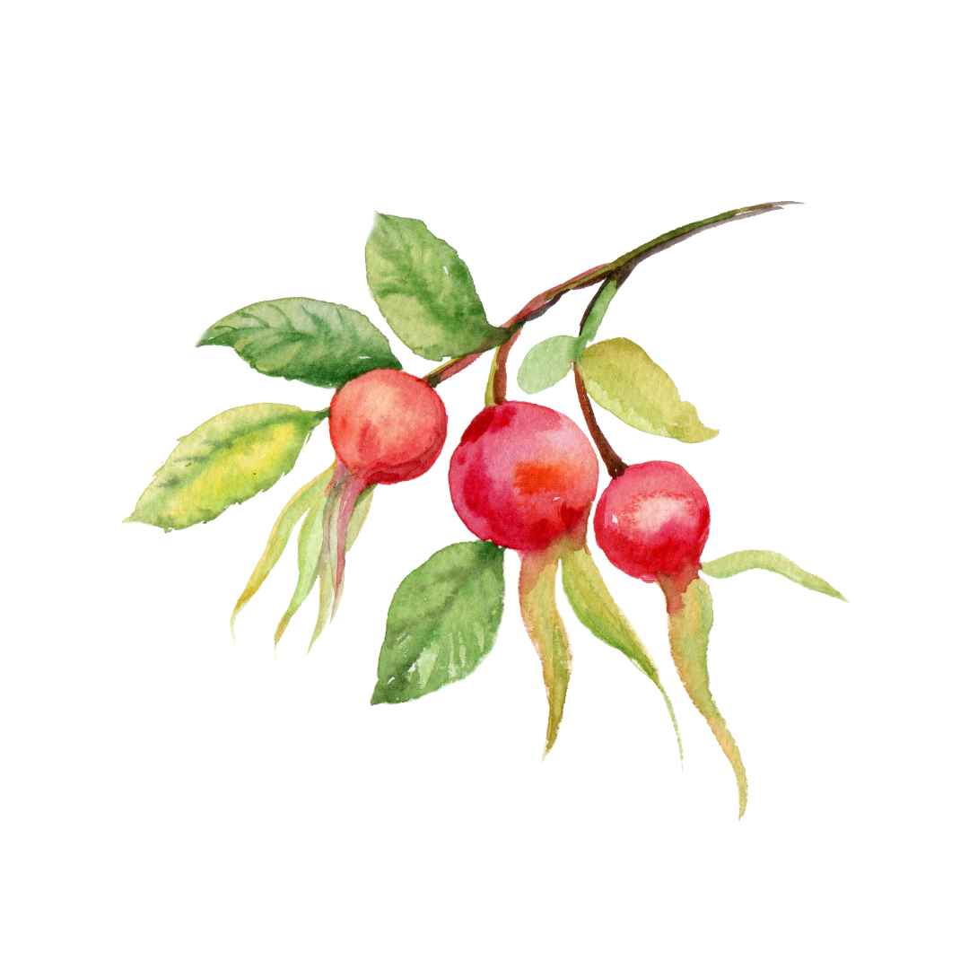 rosehip.png__PID:db30df84-e5a1-4cd9-8ce0-9e99243d2bec