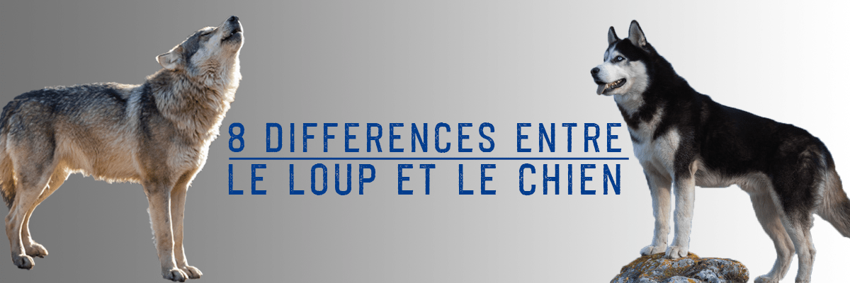 Quelles Différences Entre Le Loup Et Le Chien La Tanière