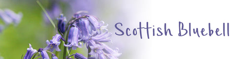 Scottish Bluebell Collection | Glenna Jewellery Scotland