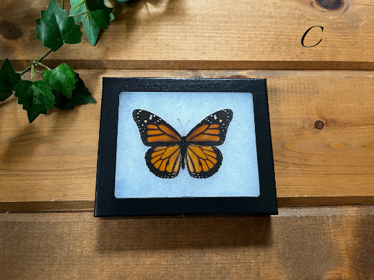 Insect/Butterfly Wing Spreading Strips Vellum Paper – Little Caterpillar Art