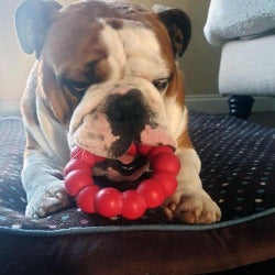 kong ring dog toy