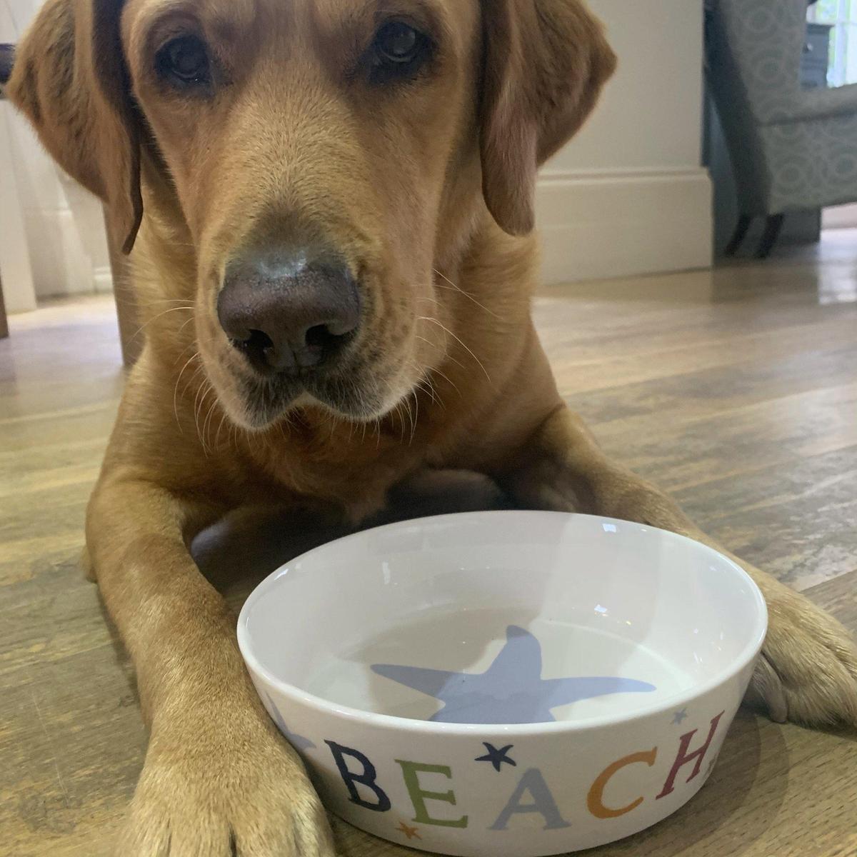 beach dog bowl