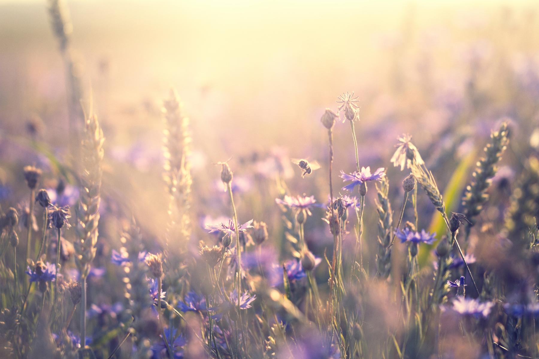 Cornflowers and honeybee