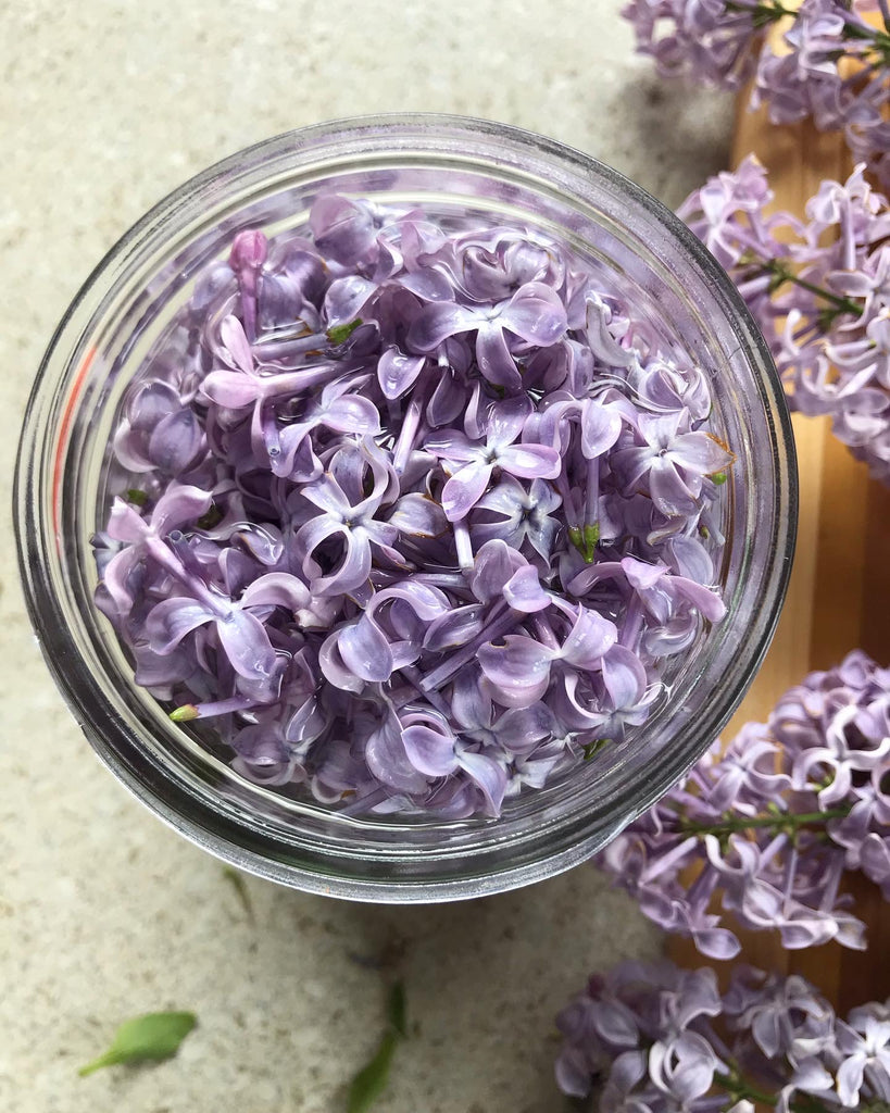 lilac herbal extract infusion recipe diy fawn lily botanica