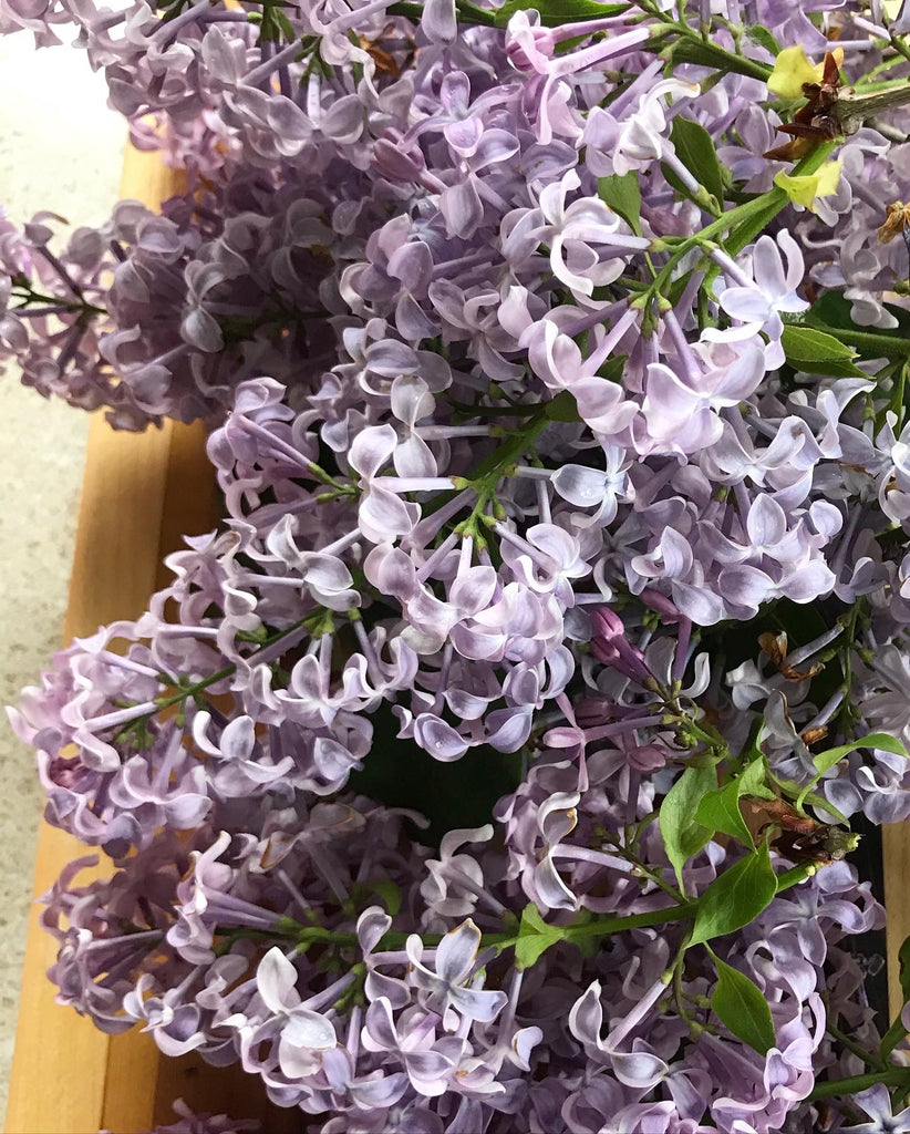 lilac flowers