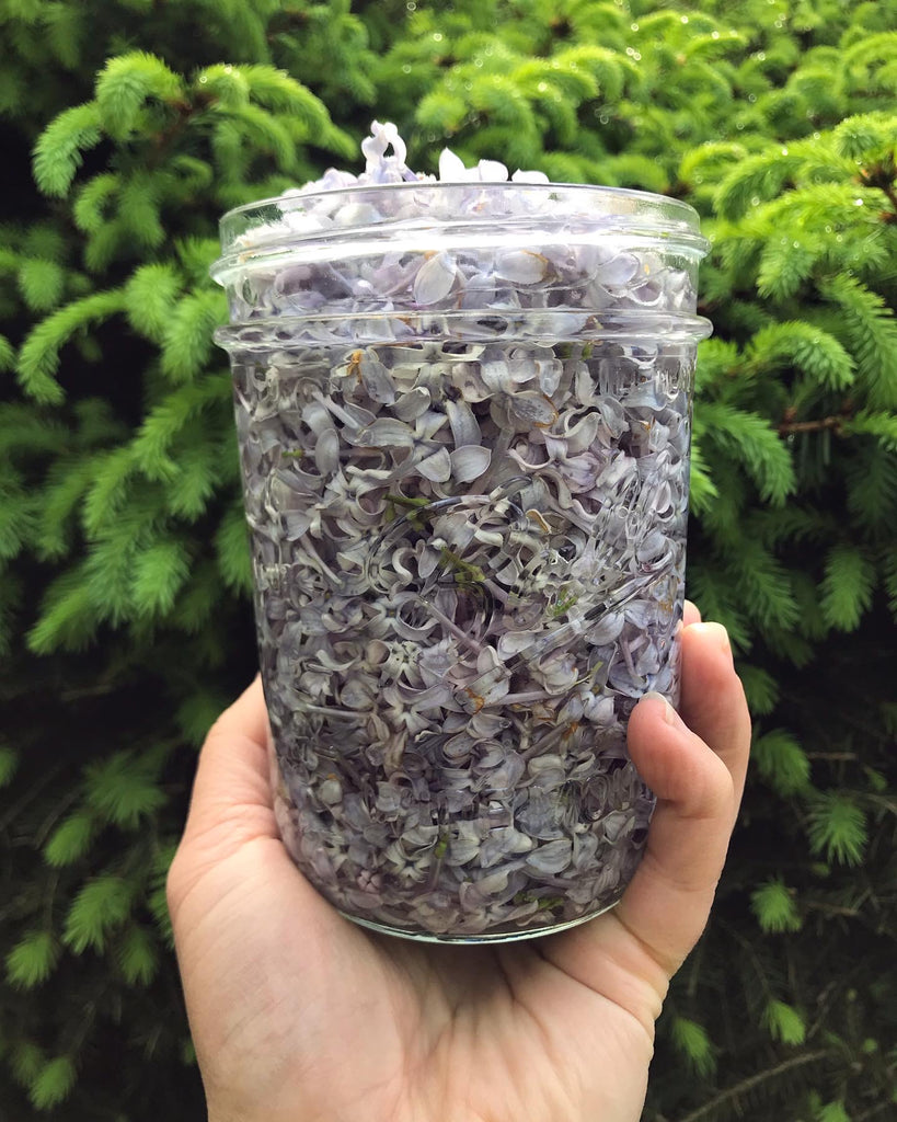 lilac herbal extract infusion recipe diy fawn lily botanica