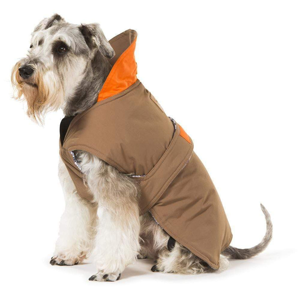 buy dog jacket