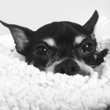 Our first dog, Marty Aka Toots. A black and white chihuahua.