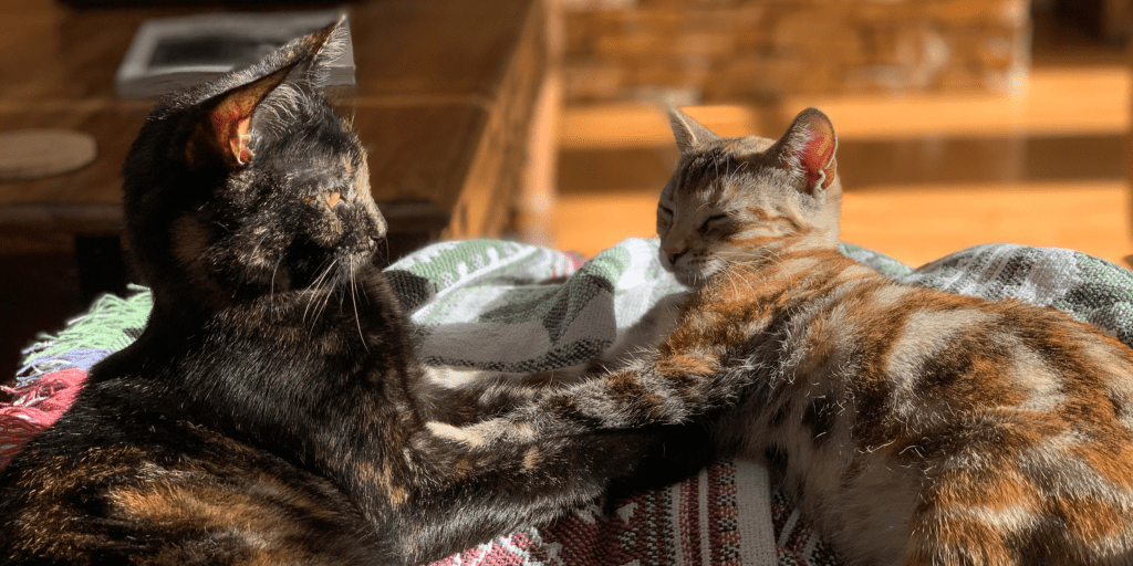 Our two kittens cuddling. Mishka on the left, a black tortie with splashes of caramel and ivory. Dagny on the right, a bengal mix with golden caramel swirls.