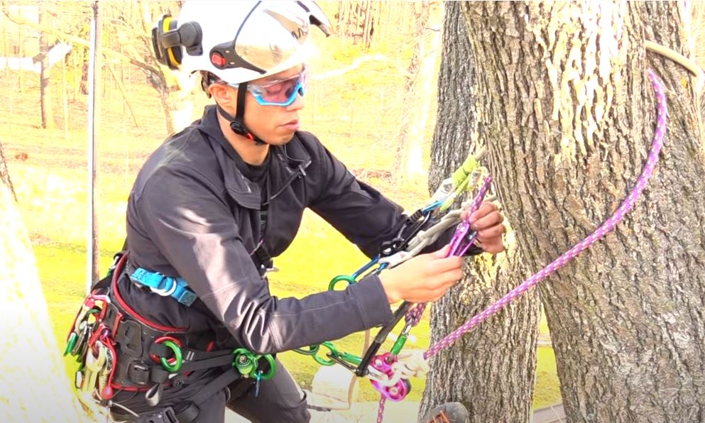 Técnica de ascender singular, bajar doble. — Bartlett Arborist Supply