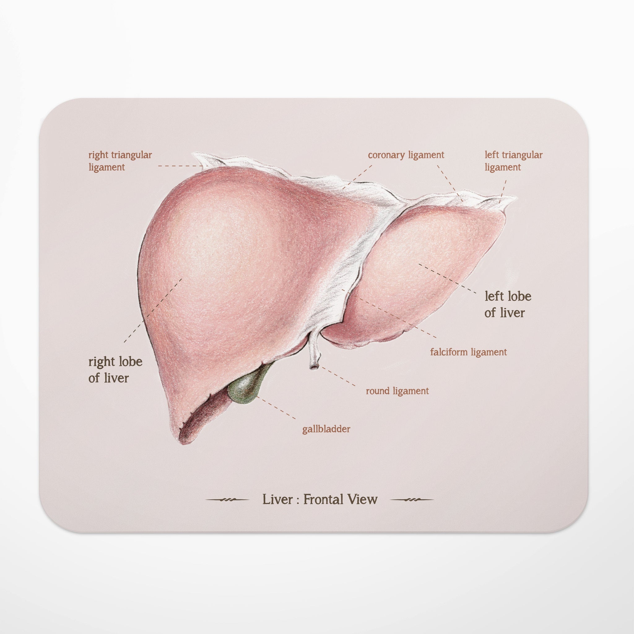 Liver Anatomy Mouse Mat Emma Cheng