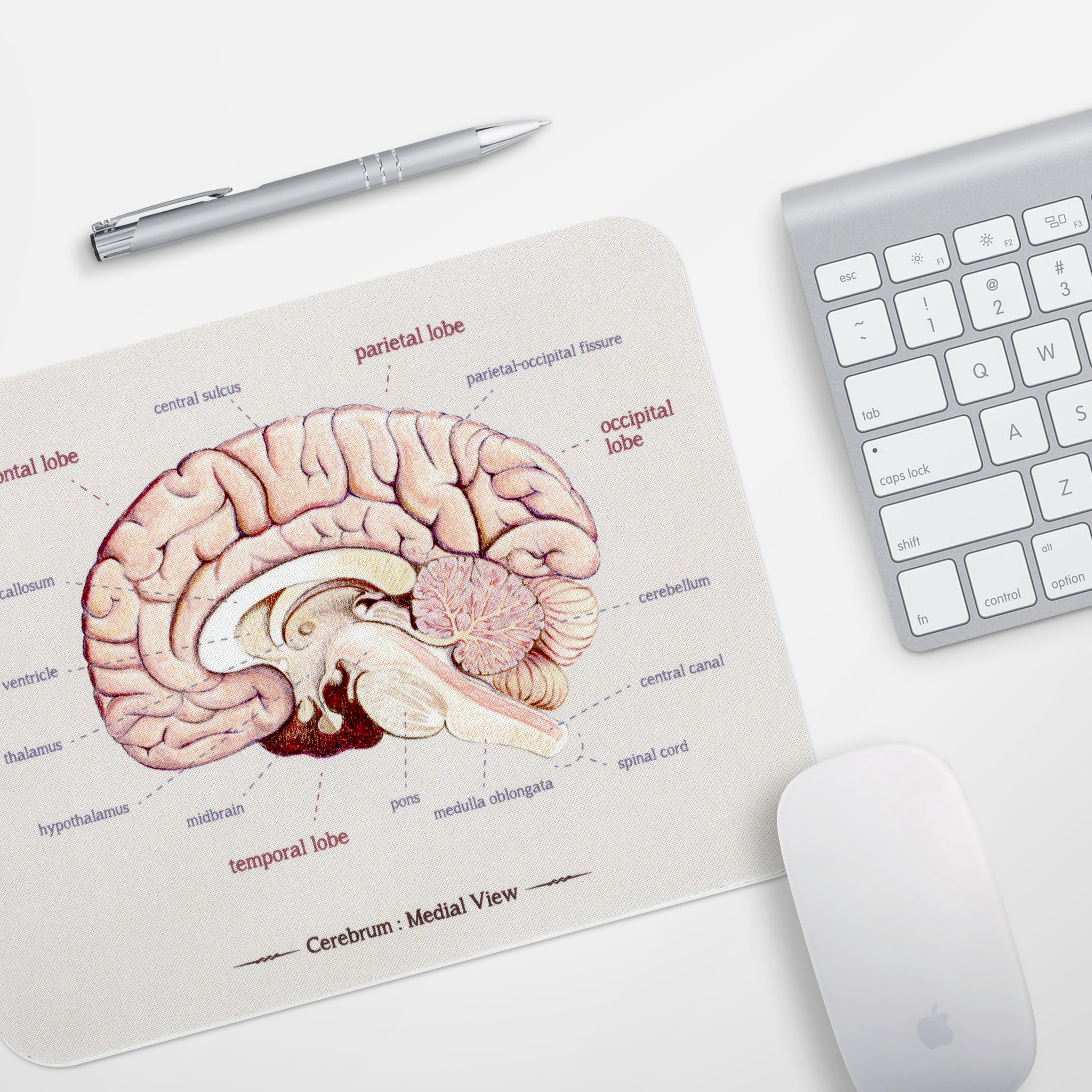 mouse hippocampus anatomy labels