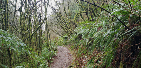 Upper Twin Falls Trail