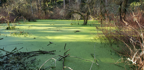 Swamp