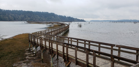 Nisqually Wildlife Refuge