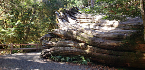 huge stump