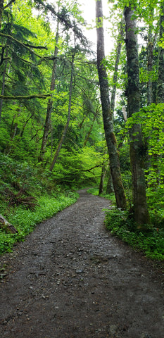 Wooded Path