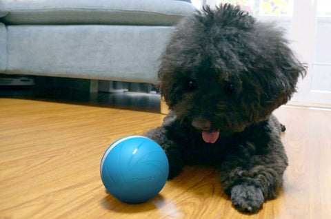 smart ball for dogs