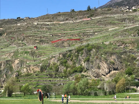 South facing Valtellina vineyards