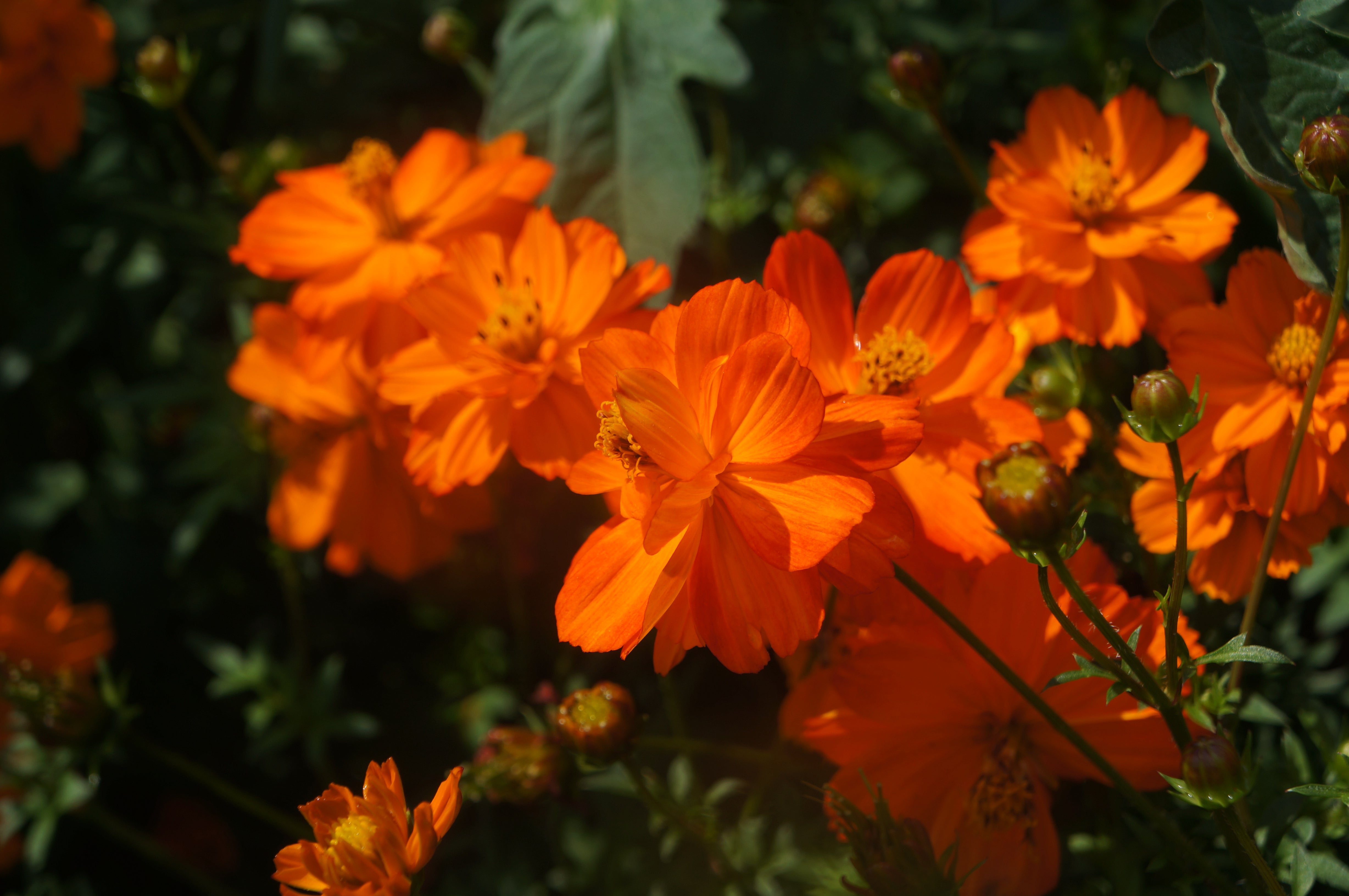 Cosmos orange sulfureux – les jardins féconds de Kélanie