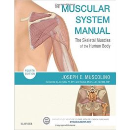 Test Bank The Muscular System Manual 4th Edition by Muscolino for Success