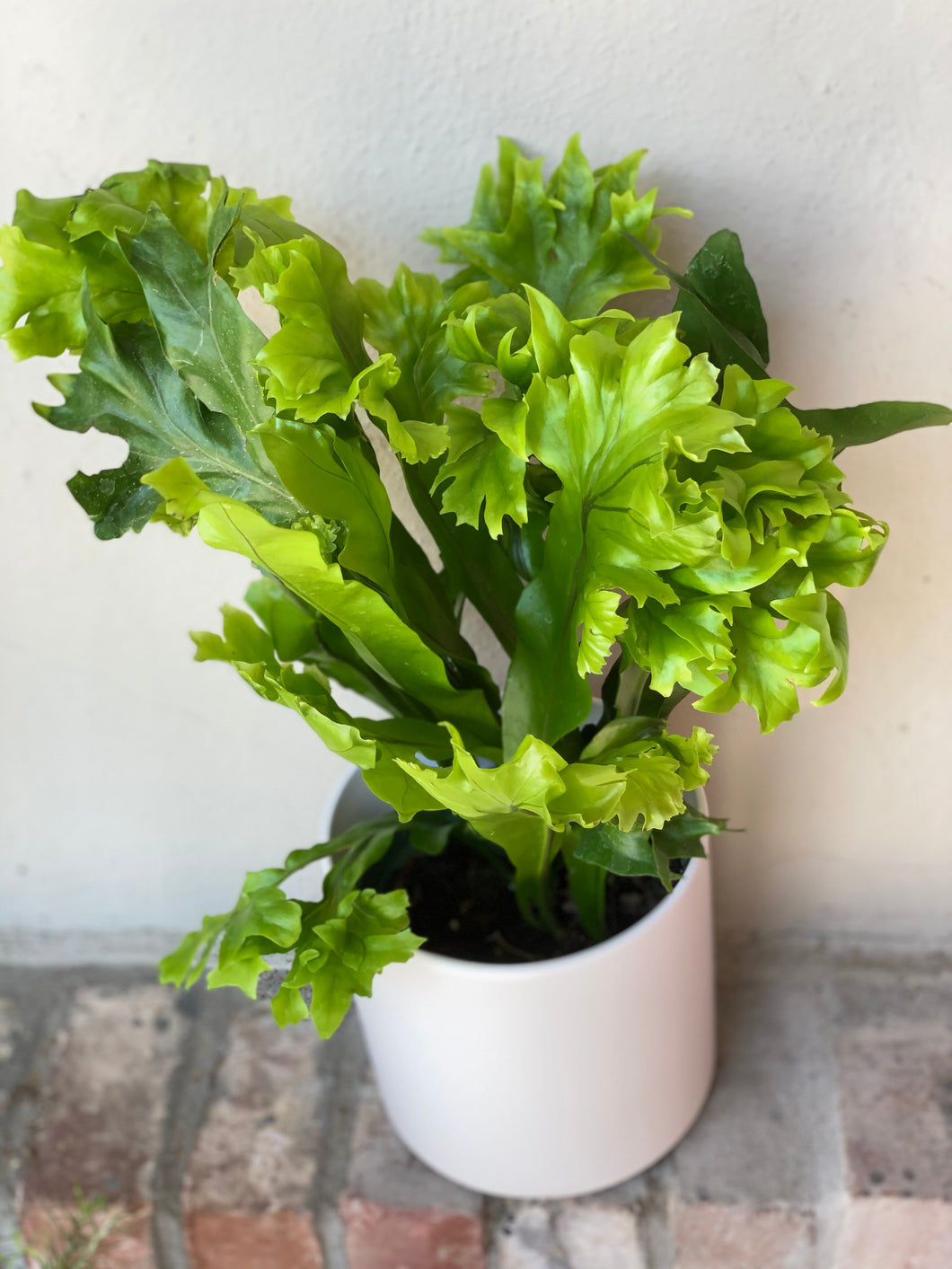 Green Flame Fern – Plant Happy SJ